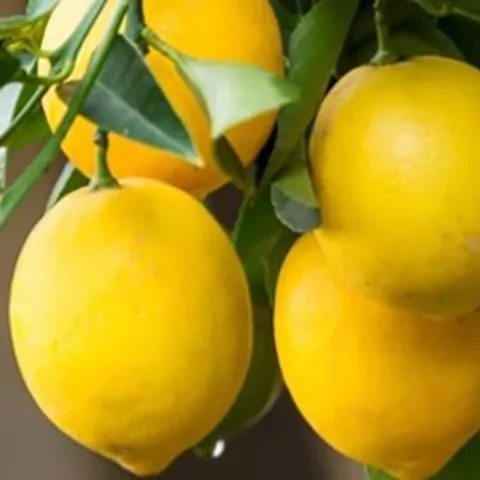 Check citrus trees for snails and slugs. Photo: Marie Narlock