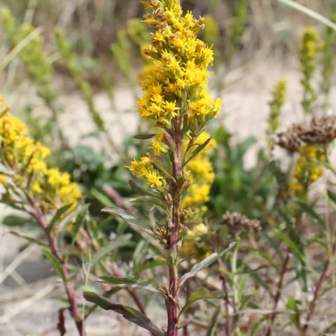 Coast goldenrod