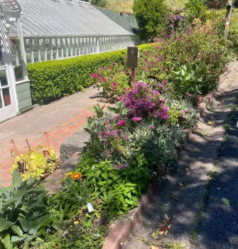 prune non woody plants